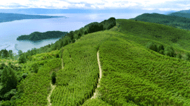 PT Toba Pulp Lestari. (Dok. Tobapulp.com)